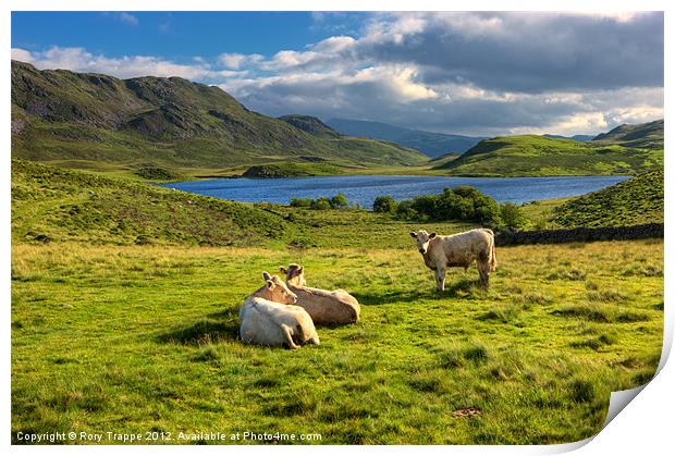 Cattle at Cregennan Print by Rory Trappe