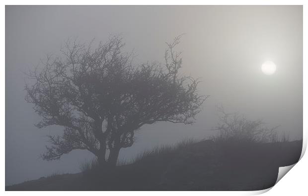 Misty tree Print by Rory Trappe