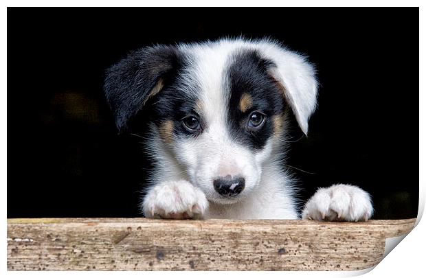 Sheep dog puppy Print by Rory Trappe