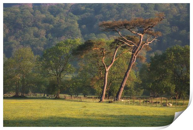 Scots Pines Print by Rory Trappe