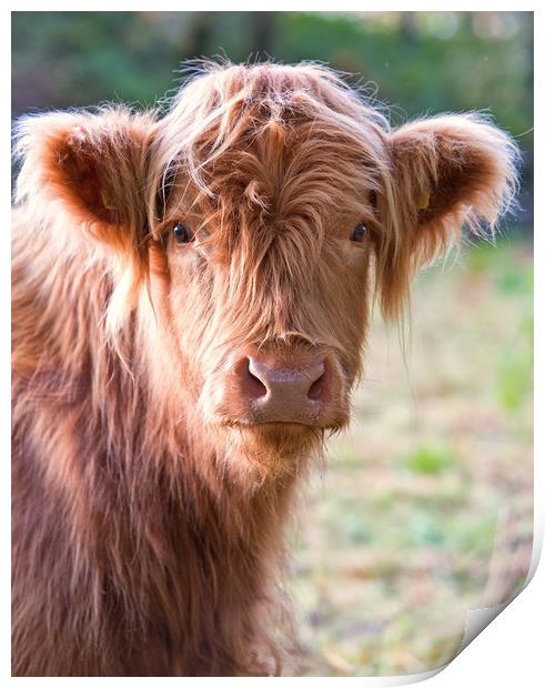Highland calf Print by Rory Trappe