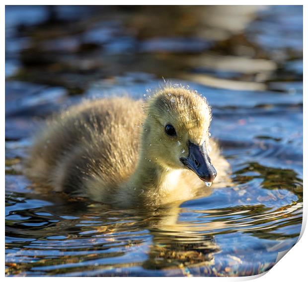 Canadian Geese Gosling Print by Rory Trappe