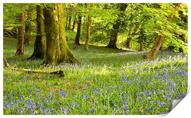 Aberdeunant Bluebells Print by Rory Trappe