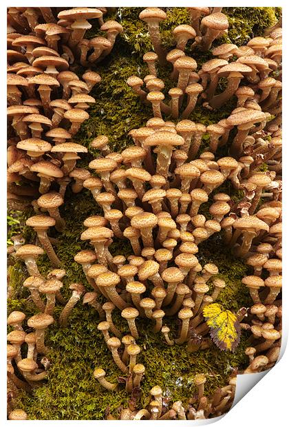 Honey Mushrooms - Armillaria Mellea Print by Rory Trappe