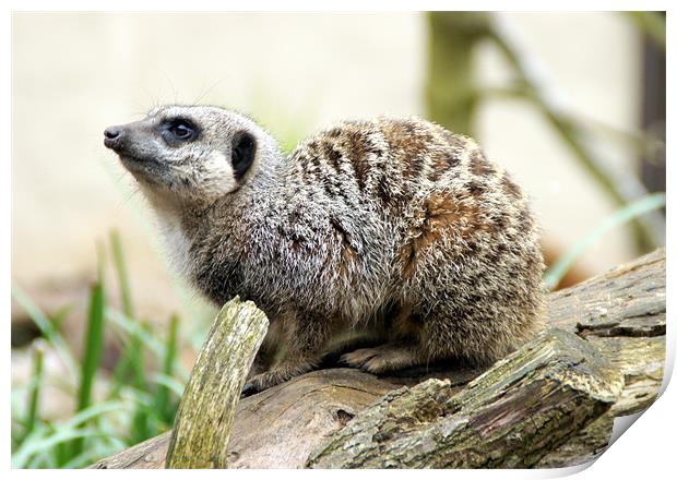 Meerkat Moments Print by Jacqui Kilcoyne