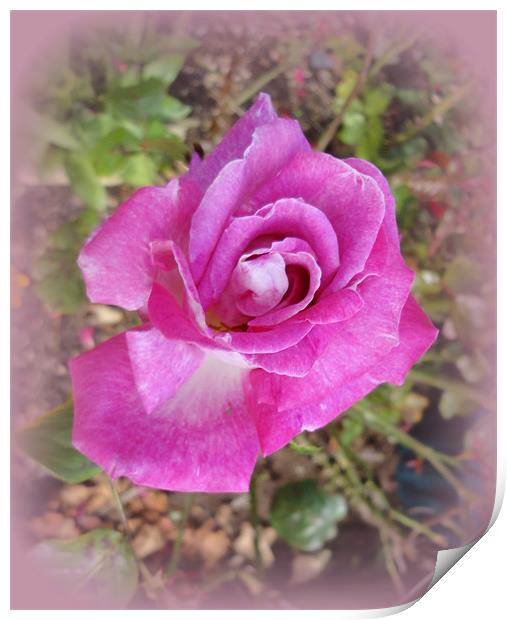 Lilac Rose. Print by Jacqui Kilcoyne