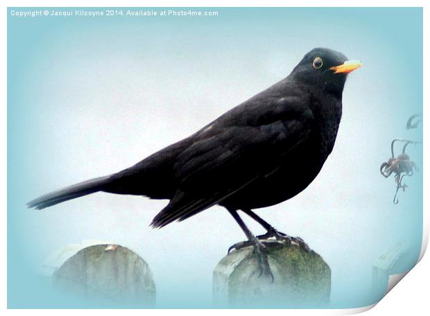 Common Blackbird Print by Jacqui Kilcoyne