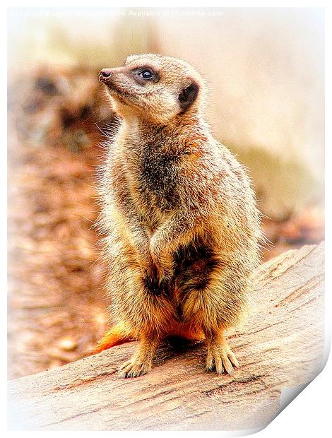 Meerkat Print by Jacqui Kilcoyne