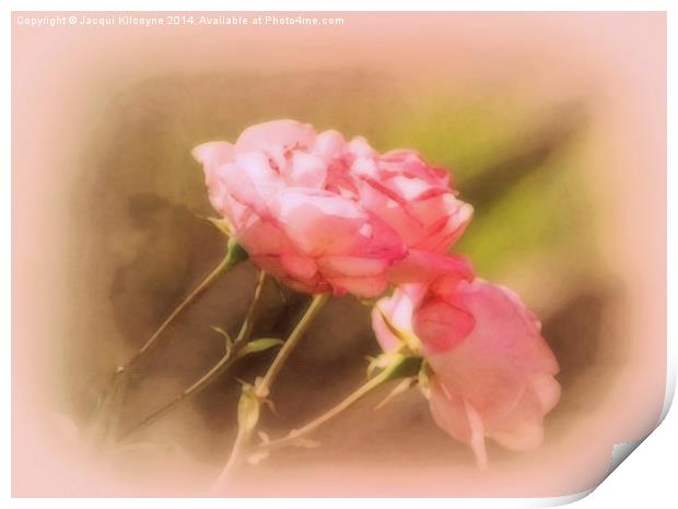 Soft Pink Roses  Print by Jacqui Kilcoyne