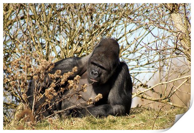 Silverback Gorilla Print by Jacqui Kilcoyne