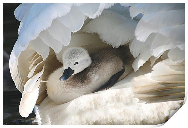 Taking Cover Print by Irene Burdell