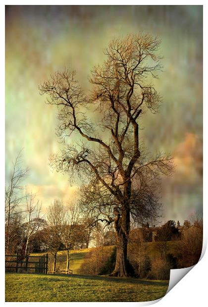 Tall tree. Print by Irene Burdell