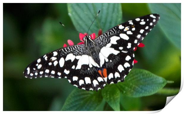 Swallowtail Butterfly, Print by Irene Burdell