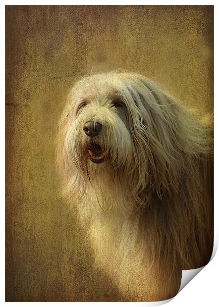 Buster! Print by Irene Burdell