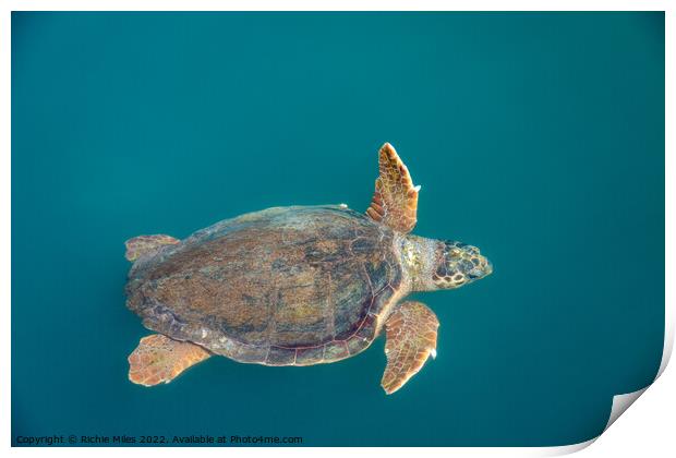 Loggerhead sea turtles Print by Richie Miles