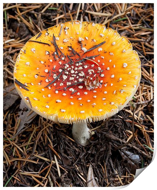 Wild yellow mushroom Print by Richie Miles