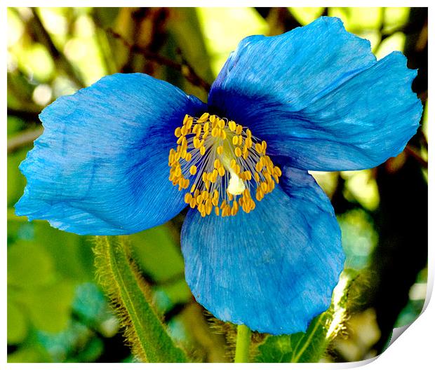 Himalayan Blue Poppy Print by Tim O'Brien