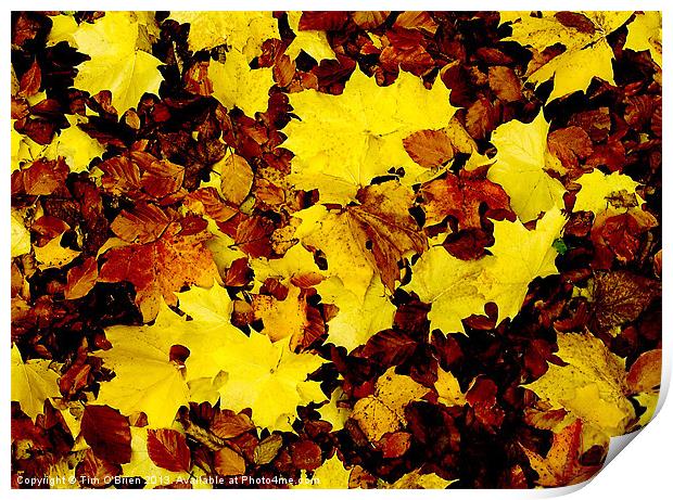 Fallen Leaves Print by Tim O'Brien