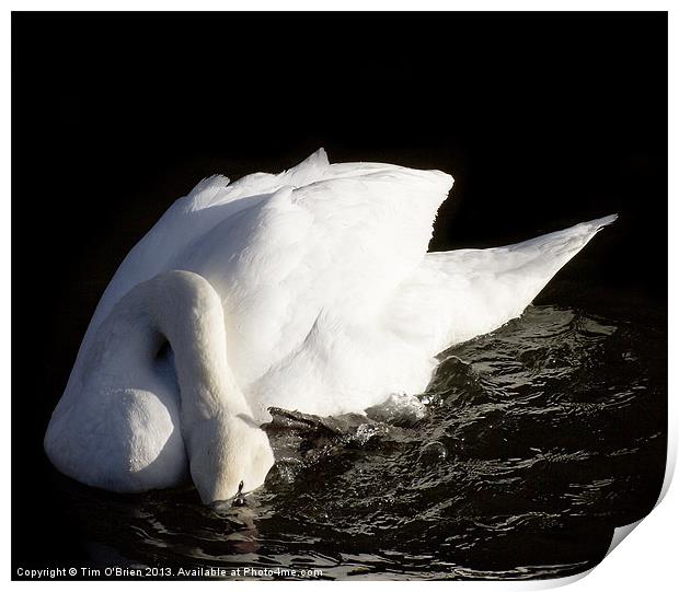 Swan Ducking Head Print by Tim O'Brien