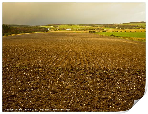 Ploughed Field in Winter Light Print by Tim O'Brien