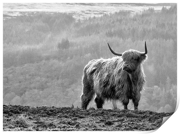 Highland Cow Print by Tim O'Brien