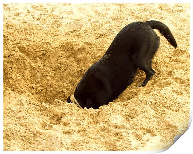 Labrador Digging in Sand Print by Tim O'Brien