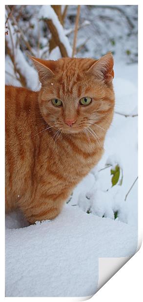 Whiskey in the snow Print by Amy Knight