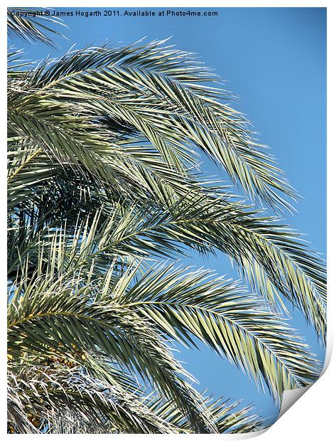Date Palm Fronds Print by James Hogarth