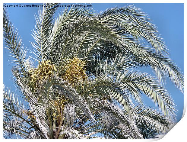 Cyprus Palm Tree Print by James Hogarth