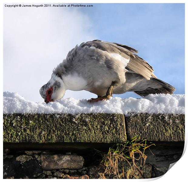 Taste of Snow Print by James Hogarth