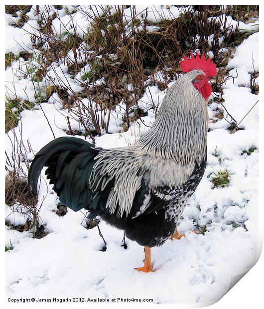 Cockerel in the Snow Print by James Hogarth