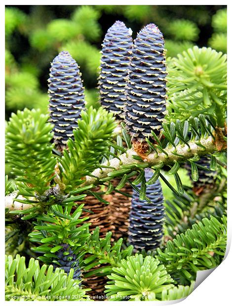 Blue Pine Cones Print by James Hogarth