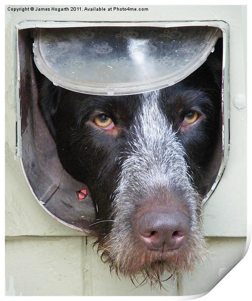 Dog in a Flap Print by James Hogarth