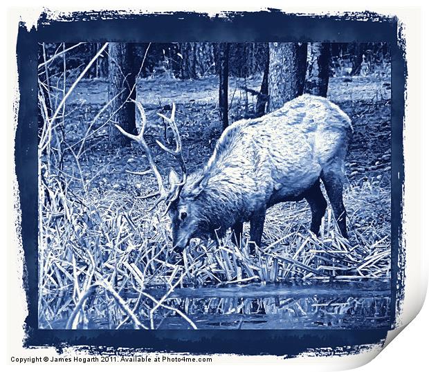 Blue Grazing Elk Print by James Hogarth