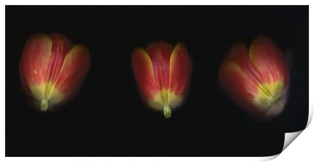 Tulip Trio Print by michelle stevens