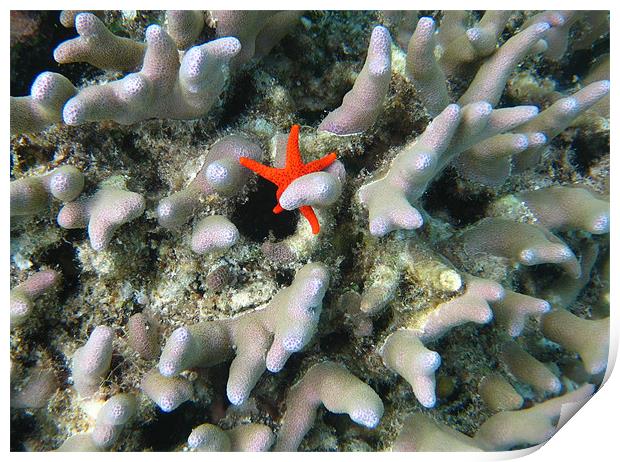 Starfish Coral Hug (uncropped) Print by Sarah Miles