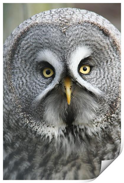 Great Grey Owl Print by Sarah Miles