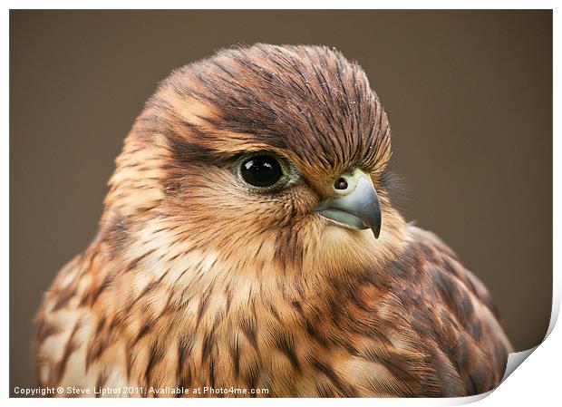 Merlin (Falco columbarius) Print by Steve Liptrot
