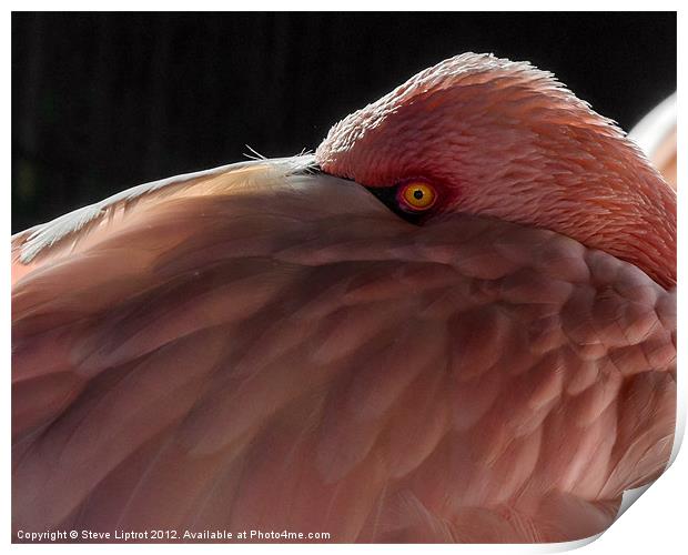 Greater Flamingo (Phoenicopterus roseus) Print by Steve Liptrot