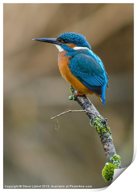 The Common Kingfisher (Alcedo atthis) Print by Steve Liptrot