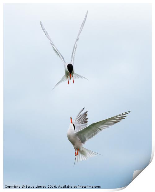 Common Terns Print by Steve Liptrot