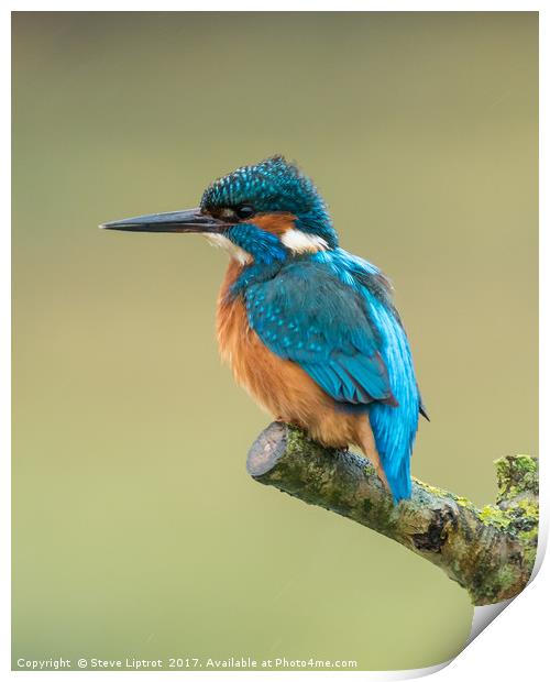 Common kingfisher (Alcedo atthis) Print by Steve Liptrot