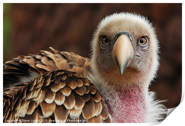 Griffin Vulture (Gyps fulvus) Print by Steve Liptrot