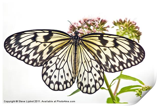 Paper Kite butterfly (Idea leuconoe) Print by Steve Liptrot