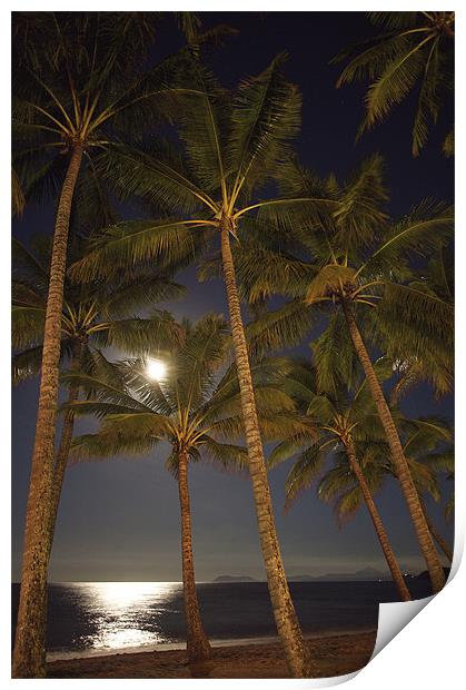 Moon Palms Print by David McLean