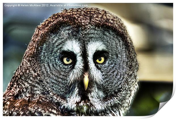 Great Grey Owl Print by Helen McAteer