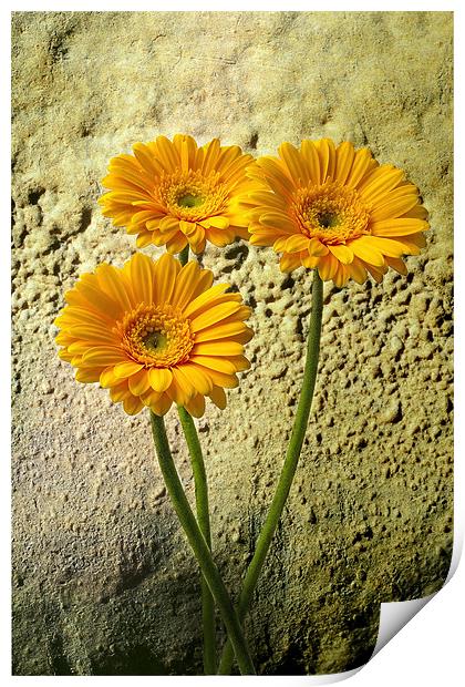 Trio of Yellow Gerbera Print by Kevin Tate