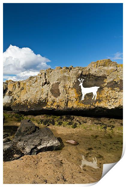 Stag Rock Print by Kevin Tate
