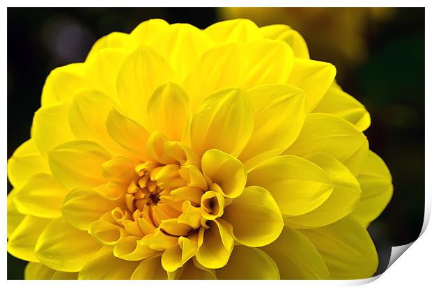 Yellow Dahlia Print by Kevin Tate