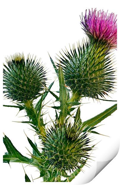 Thistle Print by Kevin Tate